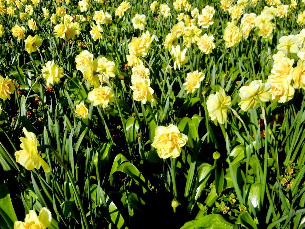 Narcissus Tahiti-1 - Online Flower Garden Narcissus'Tahiti'