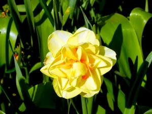 Narcissus 'Tahiti'
