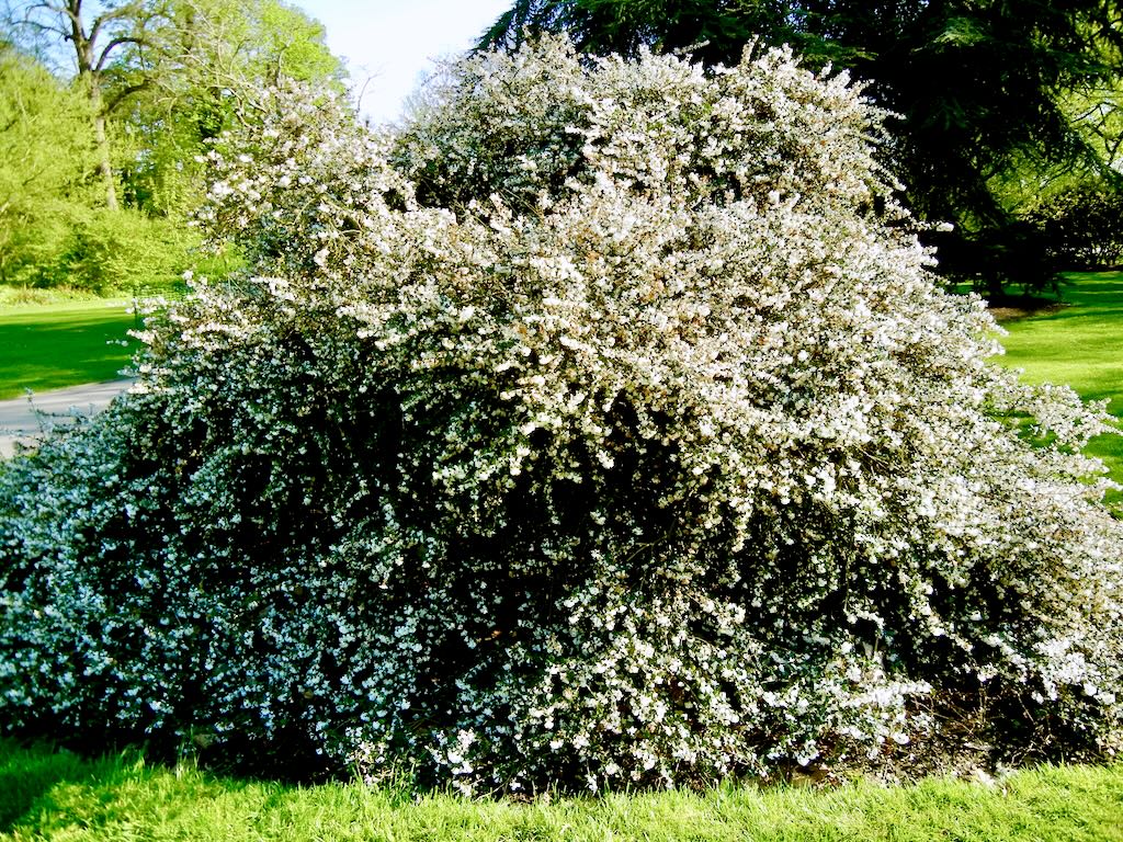 Osmanthus delavayi-1 - Online Flower Garden Osmanthus delavayi