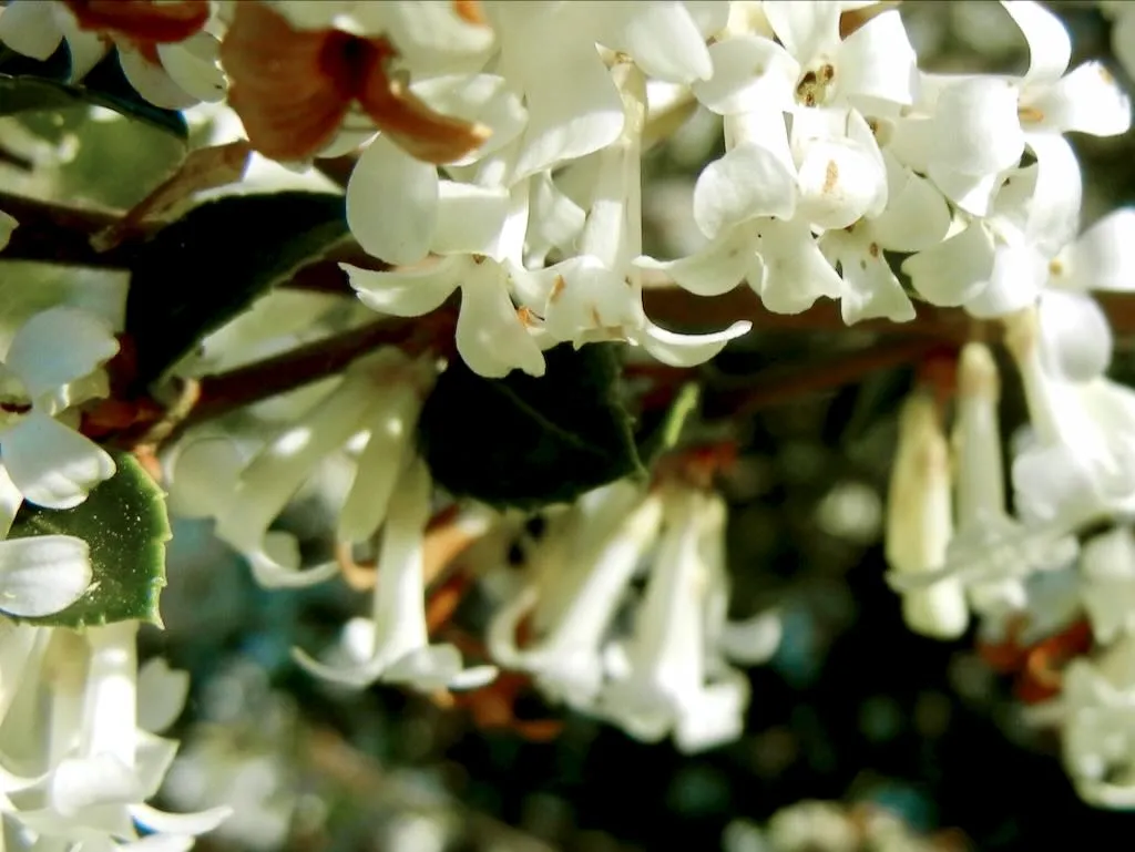 Osmanthus delavayi - Online Flower Garden Osmanthus delavayi