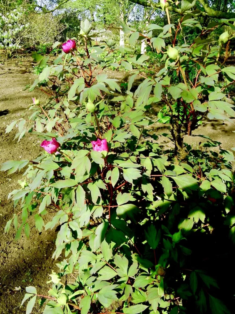 Paeonia suffruticosa-1 - Online Flower Garden Paeonia x suffruticosa