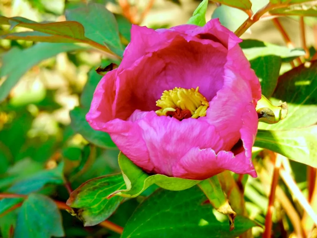 Paeonia suffruticosa - Online Flower Garden Paeonia x suffruticosa
