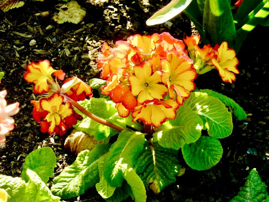 Primula Fire Dragon-1 - Online Flower Garden Primula'Fire Dragon'