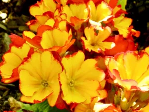 Primula 'Fire Dragon'