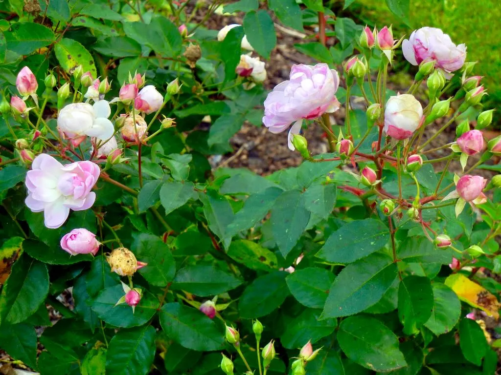 Rosa Blush Noisette-1 - Online Flower Garden Rosa'Blush Noisette'