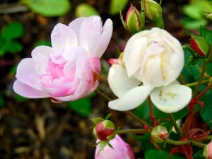 Rosa 'Blush Noisette'