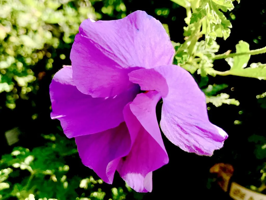 Alyogyne huegelii Santa Cruz-1 - Online Flower Garden Alyogyne huegelii'Santa Cruz'