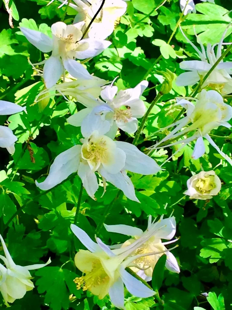 Aquilegia vulgaris Mellow Yellow-1 - Online Flower Garden Aquilegia vulgaris'Mellow Yellow'