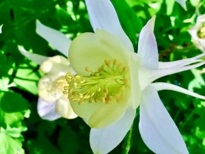 Aquilegia vulgaris 'Mellow Yellow'