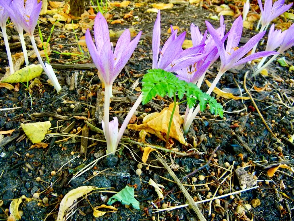Colchicum variegatum-1 - Online Flower Garden Colchicum variegatum