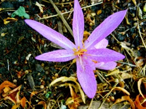 Colchicum variegatum