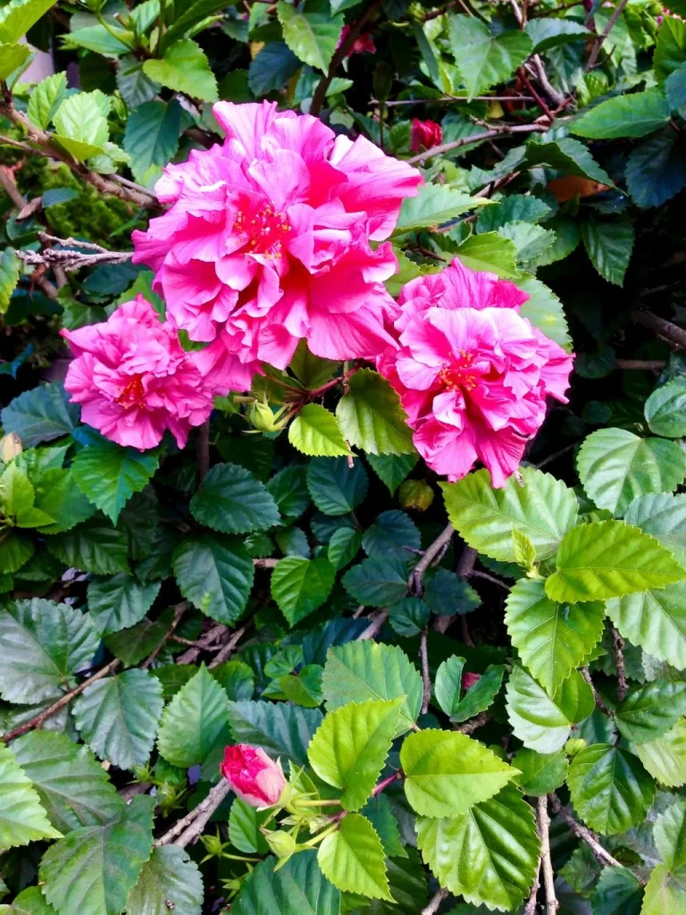 Hibiscus rosa-sinensis