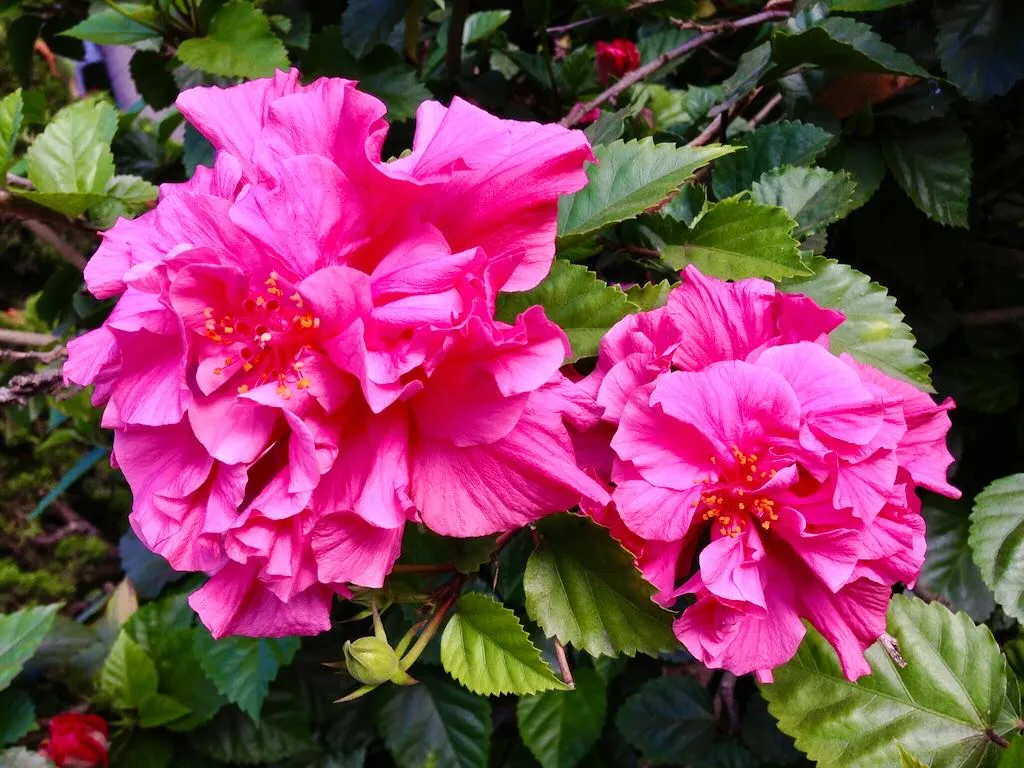 Hibiscus rosa-sinensis