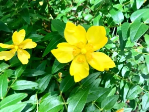 Hypericum calycinum