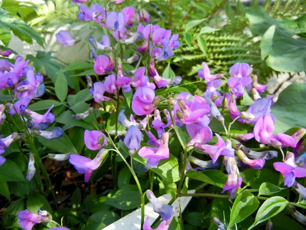 Lathyrus vernus