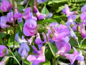 Lathyrus vernus