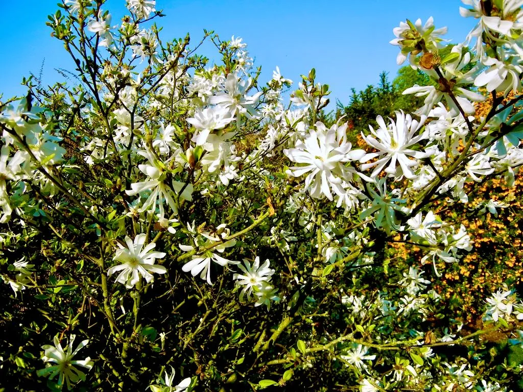 Magnolia stellata'Waterlily'
