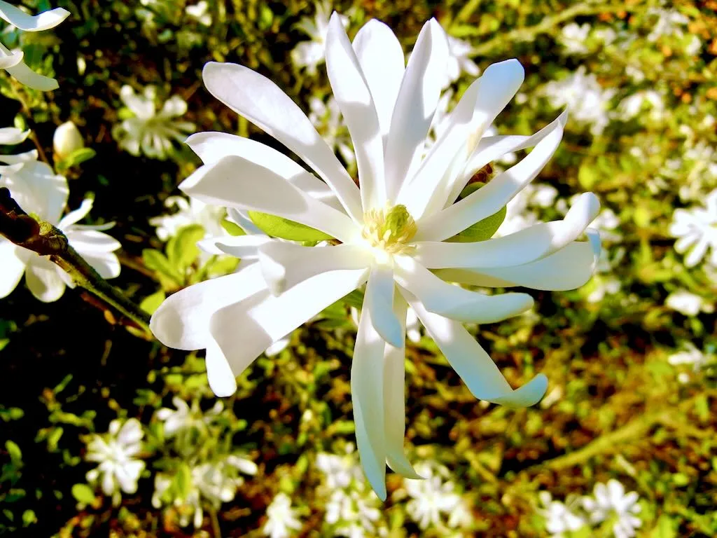 Magnolia stellata 'Waterlily'