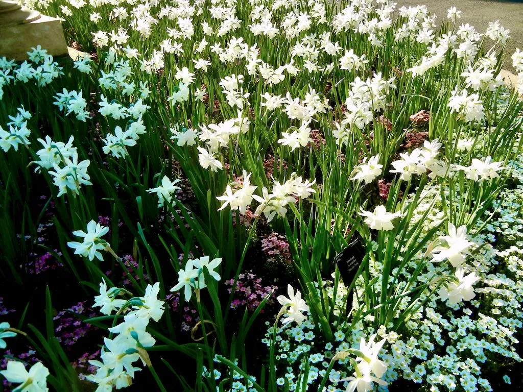 Narcissus Thalia-1 - Online Flower Garden Narcissus'Thalia'