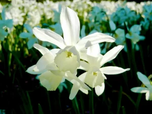 Narcissus 'Thalia'