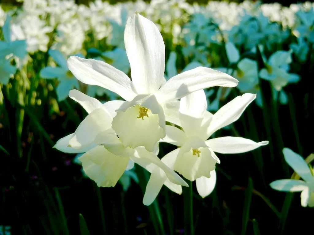 Narcissus Thalia - Online Flower Garden Narcissus'Thalia'