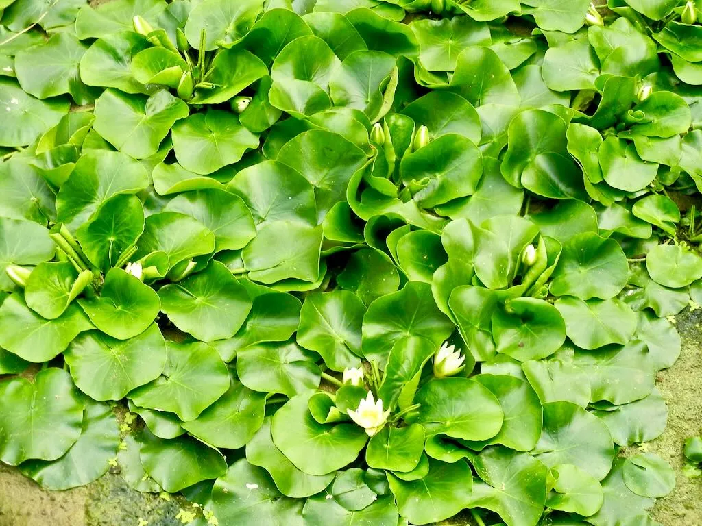 Nymphaea thermarum