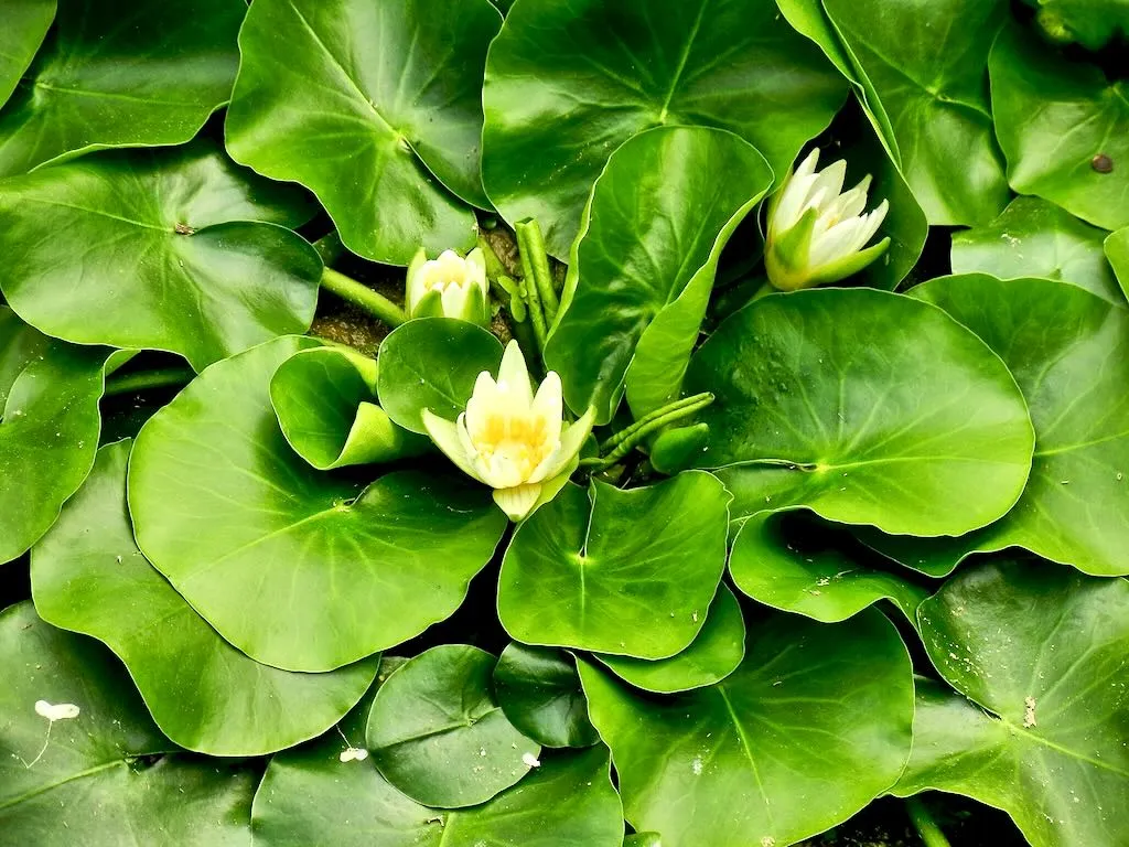 Nymphaea thermarum