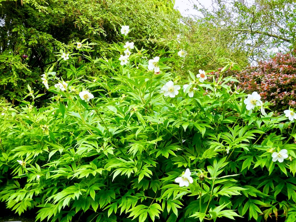 Paeonia emodi