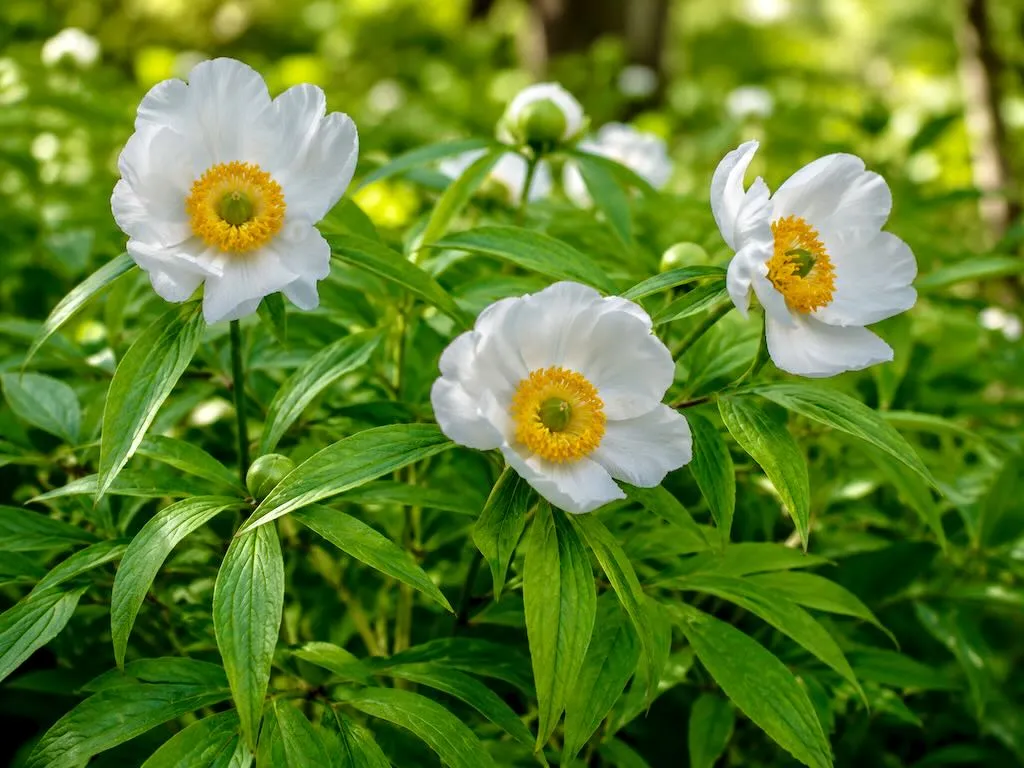 Paeonia emodi