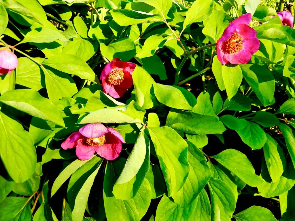 Paeonia mascula-1 - Online Flower Garden Paeonia mascula