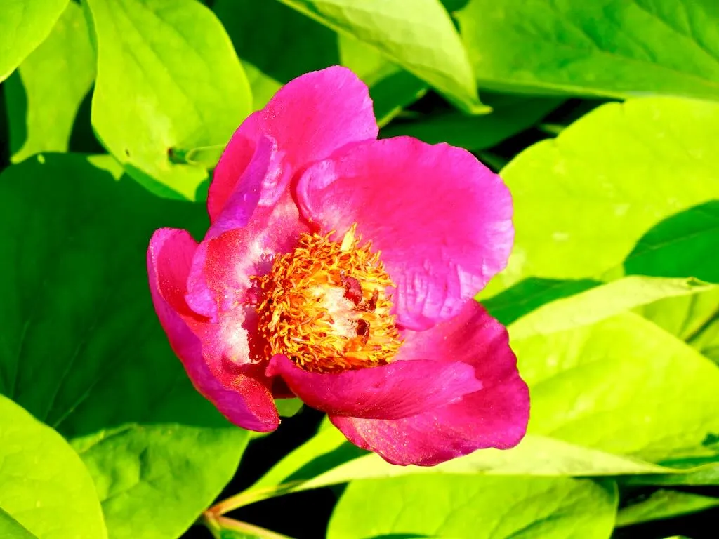 Paeonia mascula - Online Flower Garden Paeonia mascula