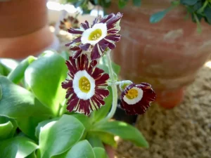 Primula auricula 'Abdor'
