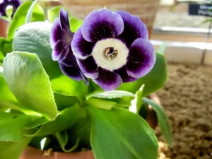 Primula auricula 'Blue Yodeler'
