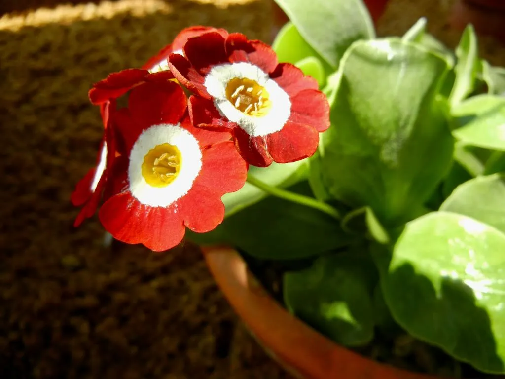 Primula auricula Dales Red - Online Flower Garden Primula auricula'Dale's Red'