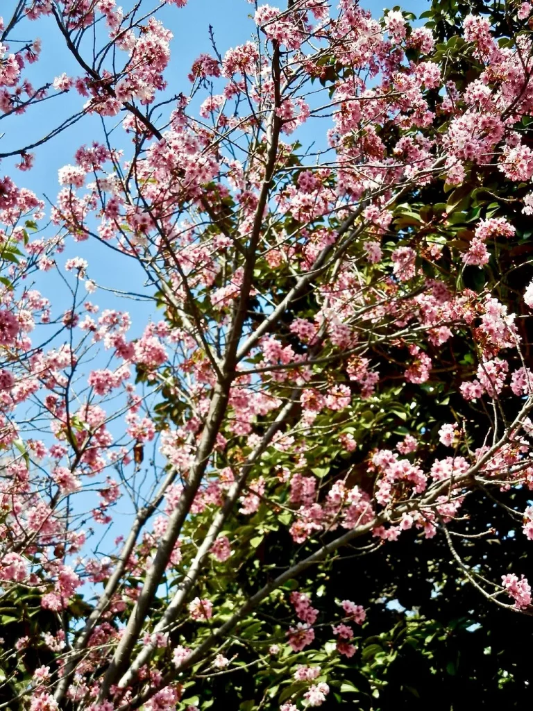 Prunus persica