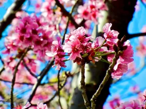 Prunus persica