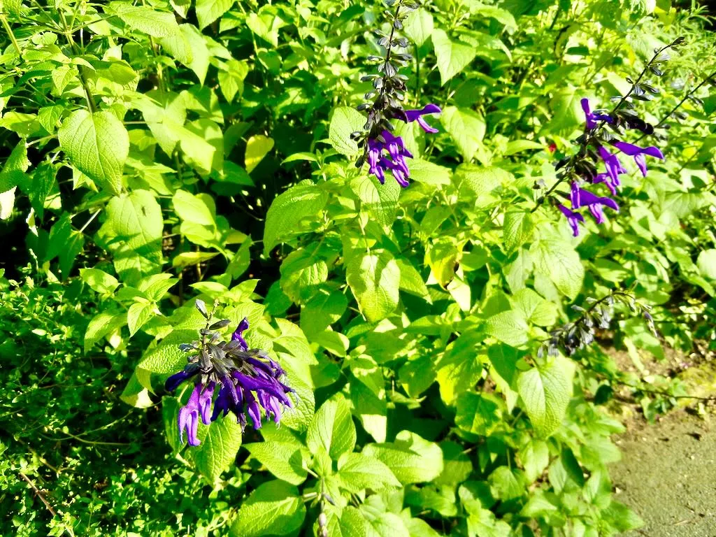 Salvia farinacea-1 - Online Flower Garden Salvia farinacea