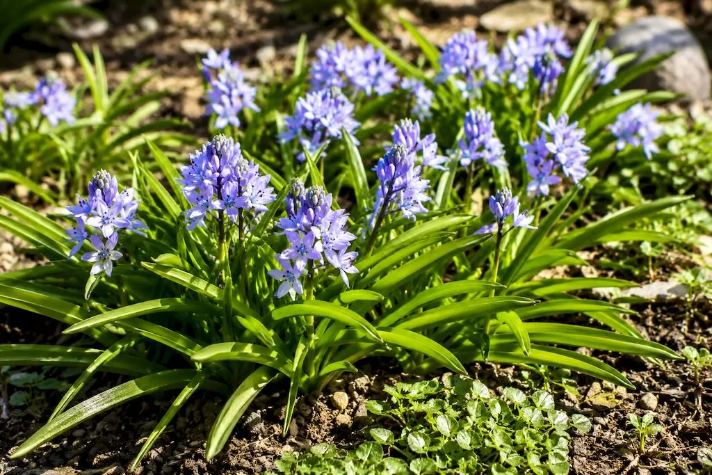 Scilla verna