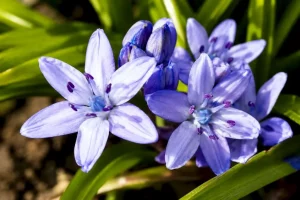 Scilla verna