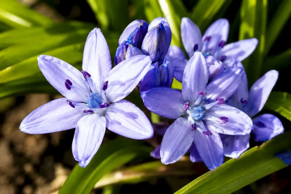 Scilla verna