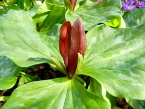 Trillium chloropetalum