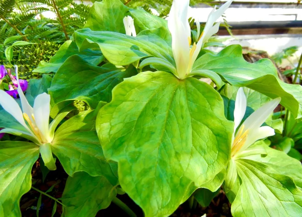 Trillium ovatum-1 - Online Flower Garden Trillium ovatum