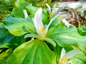 Trillium ovatum
