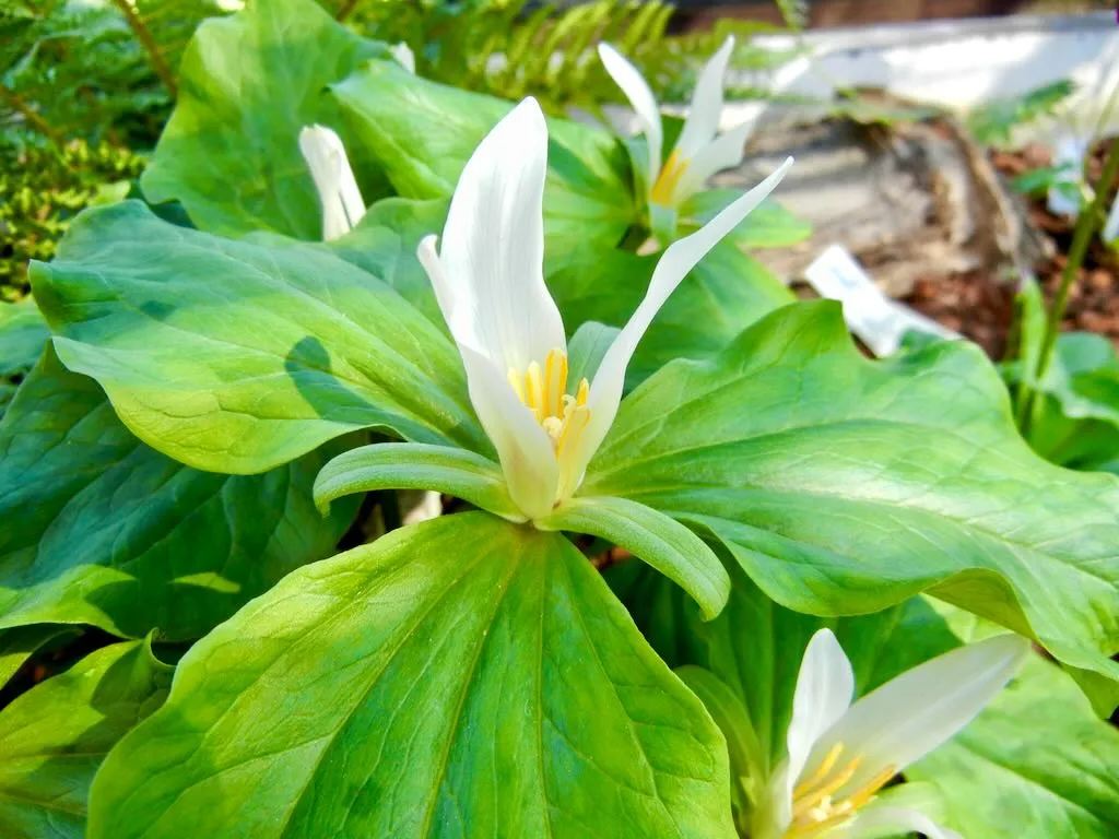 Trillium ovatum - Online Flower Garden Trillium ovatum
