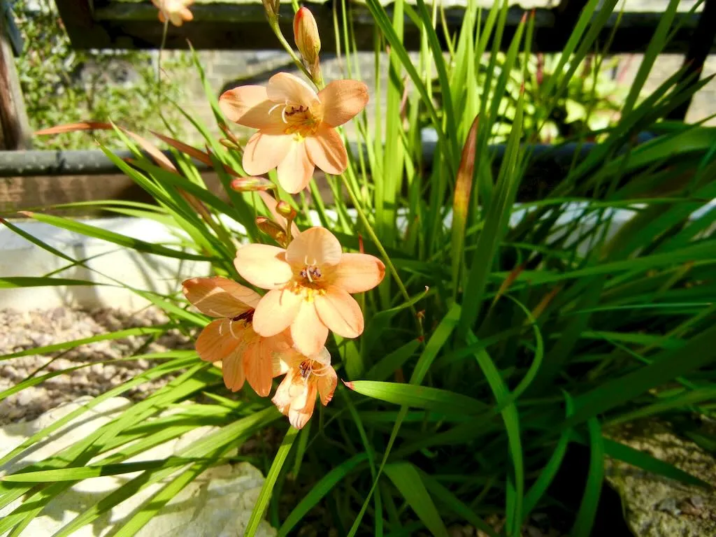 Tritonia crocata-1 - Online Flower Garden Tritonia crocata