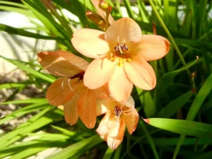 Tritonia crocata