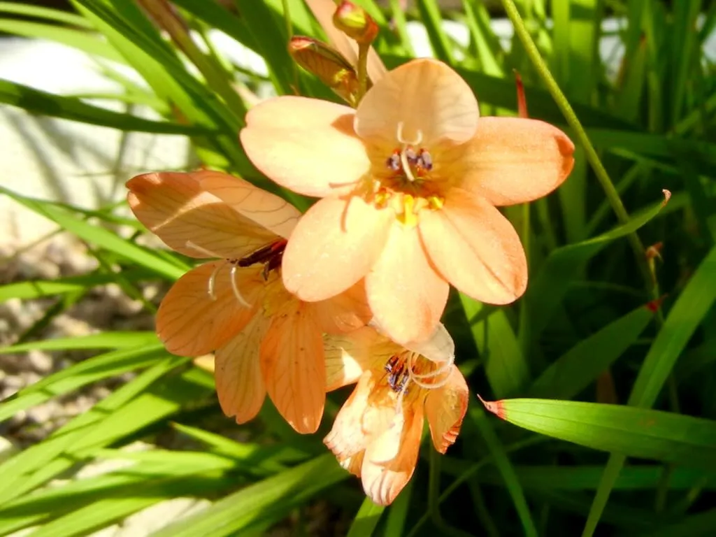 Tritonia crocata - Online Flower Garden Tritonia crocata