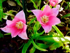 Tulipa 'China Pink'
