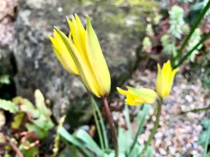 Tulipa sylvestris