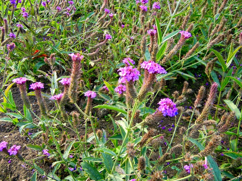 Verbena rigida-1 - Online Flower Garden Verbena rigida